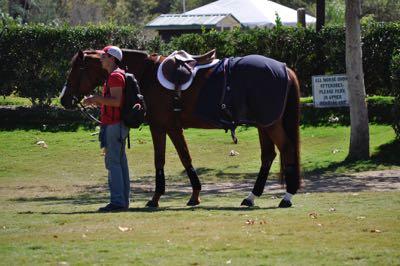 groom holding a horse at a show waiting on the grass