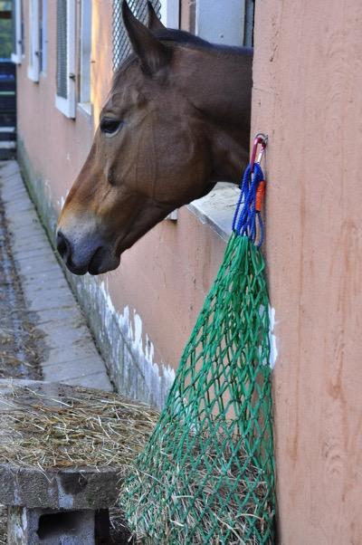 horse with head out of window and haynet outside
