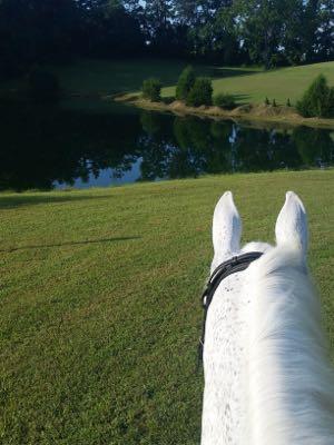 gray-horse-and-water