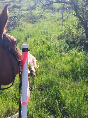 horse putting his nose on a pole with orange flags