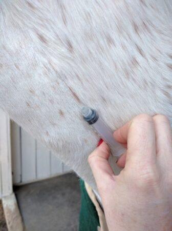 touch your horse with a syrings