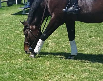 horse at horse show eating grass with a bridle on