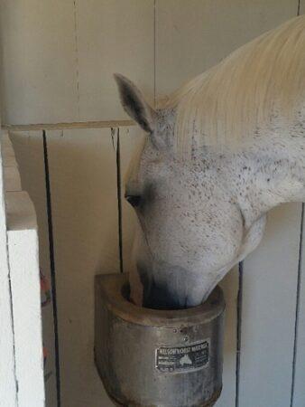 horse drinking from small automatic waterer
