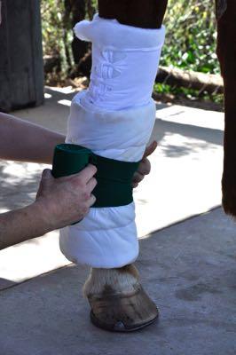 spider bandage above a standing wrap