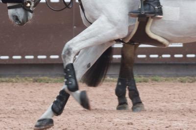 belly guard girth on a gray jumper horse