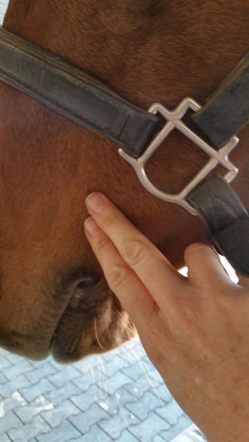 horse-that-bites-press