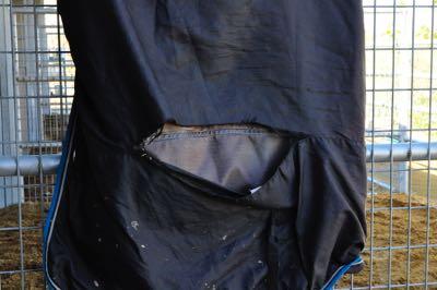 horse blanket with large tear in the lining