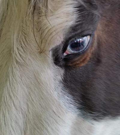 paint horse with blue eyes