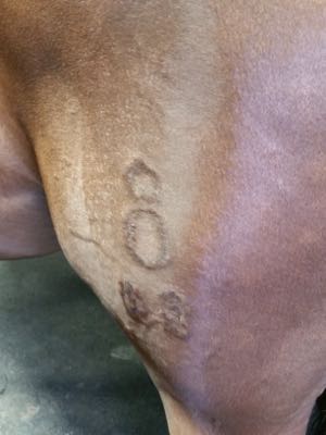 horse with oldenburg brand on back leg