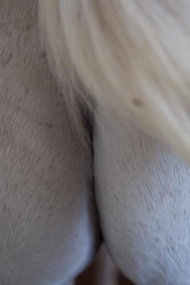 gray horse butt cheeks under the tail