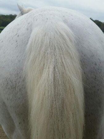 gray horse tail and butt