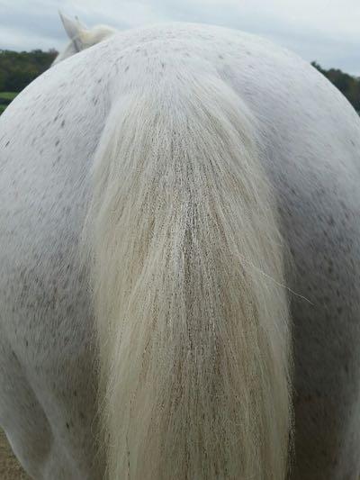 gray horse tail and butt