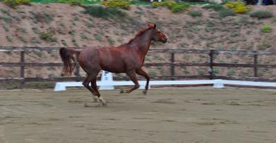 horse running loose in the arena after rolling