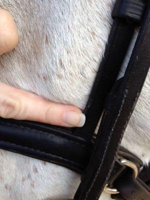 put the noseband below the cheekbone