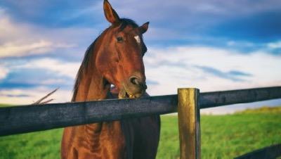 horse biting a wood fence