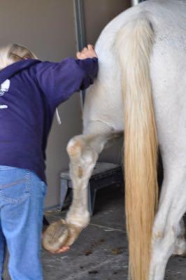horse's hind leg getting adjusted by chiropractor