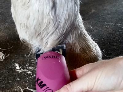trimming up a horse fetlock