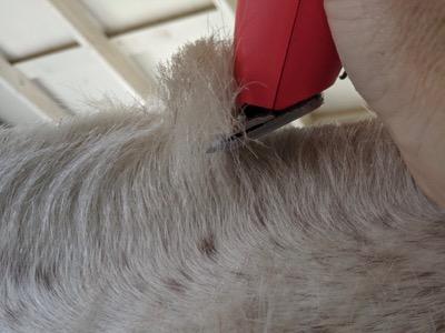 km 10 clippers roaching a mane
