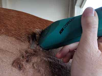 km10 clippers on chestnut horse