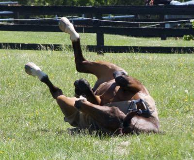bay horse rolling in field