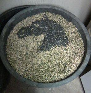 horse feed in a rubber tub