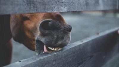 horse chewing on a wood fence with upper teeth