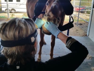 vet dentist looking into a horse mouth wearing a headlamp
