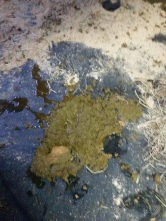 horse manure that is too runny