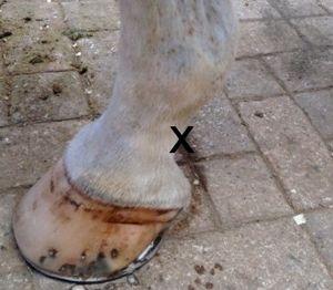 digital pulse area on the pastern