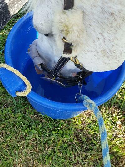 horse in halter and lead rope drinking from a bucket
