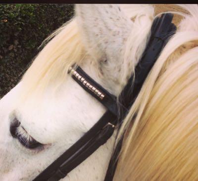 gray horse wearing snaffle bridle
