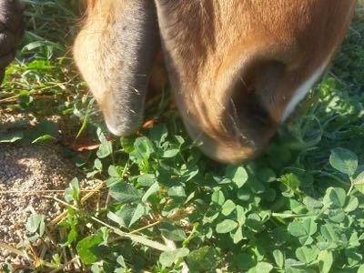 horse eating clover