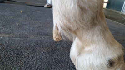 ergot on the fetlock of a horse