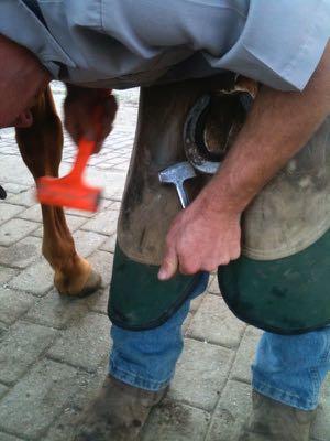farrier using tools to remove nail clenches
