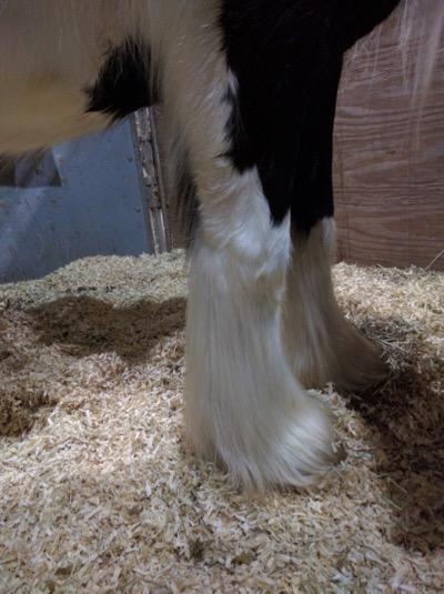 horse-leg-feathers