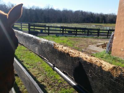 horse standing near a fence that has been cheweed
