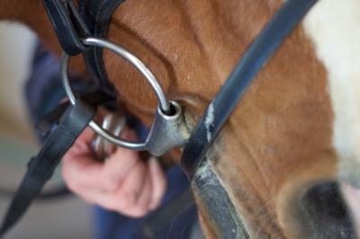 snaffle bit with flash on a horse