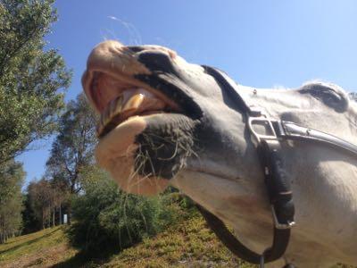 horse flipping upper lip in flehmen response