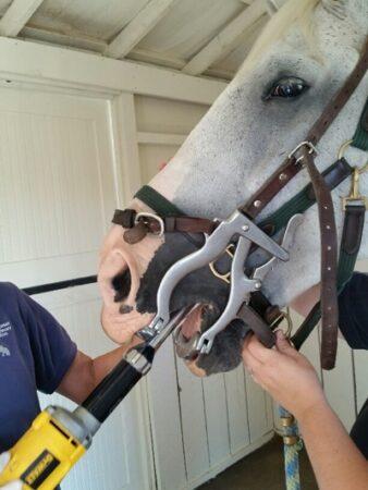 horse having his teeth floated by the vet