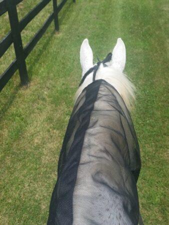 horse wearing fly sheet on neck