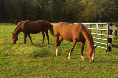 two chestnut mares grazing together