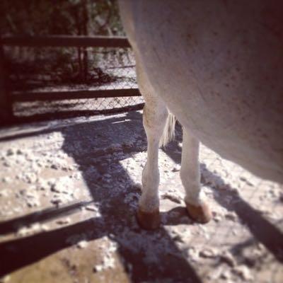 piles of hair under a horse that is clipped or shedding
