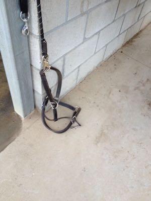 halter hanging from a cross tie