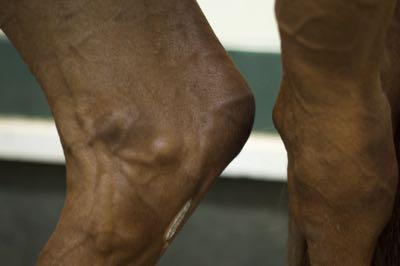 horse with one hind leg cocked to show hock joints