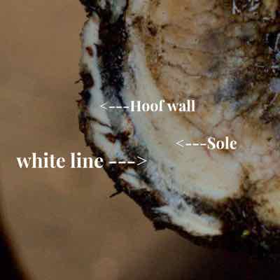 freshly trimmed hoof showing white line and hoof wall