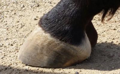 horse hoof that is barefoot up close