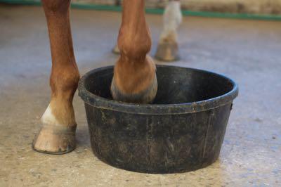 horse lifting his foot from a soaking tub