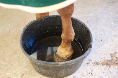 horse standing in water