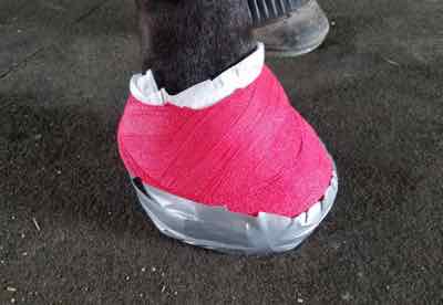 hoof wrapped with vet wrap and duct tape above coronary band