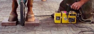 horse on blocks for hoof radiograph